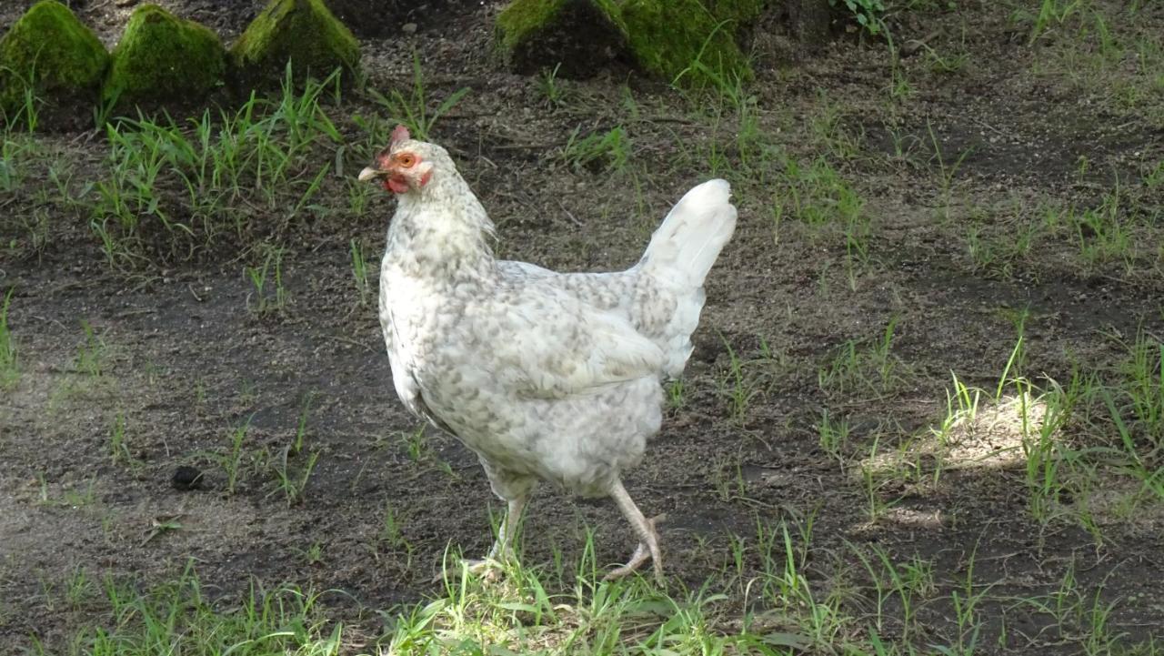 Kivu Beach Garden Жизени Екстериор снимка